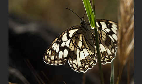 Spanisches Schachbrett (Melanargia ines)