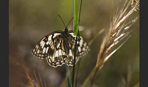 Spanisches Schachbrett (Melanargia ines)