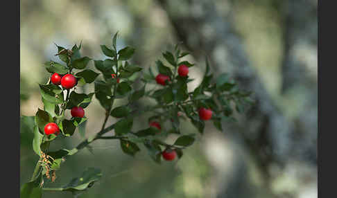 Stechende Mäusedorn (Ruscus aculeatus)