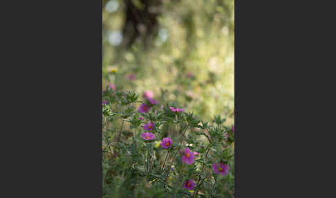 Weißliche Zistrose (Cistus albidus)