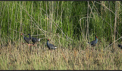 Purpurhuhn (Porphyrio porphyrio)