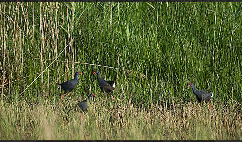 Purpurhuhn (Porphyrio porphyrio)