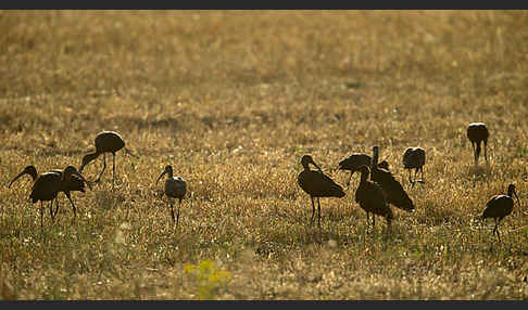 Sichler (Plegadis falcinellus)