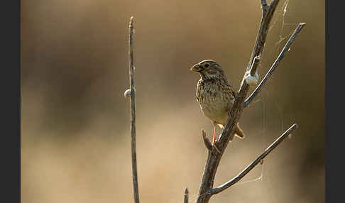 Grauammer (Miliaria calandra)