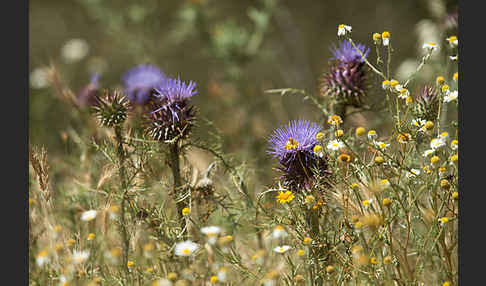 Spanische Artischocke (Cynara cardunculus)