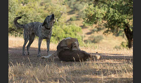 Haushund (Canis lupus familiaris)