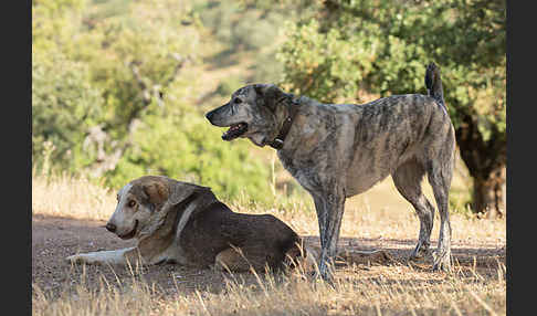 Haushund (Canis lupus familiaris)