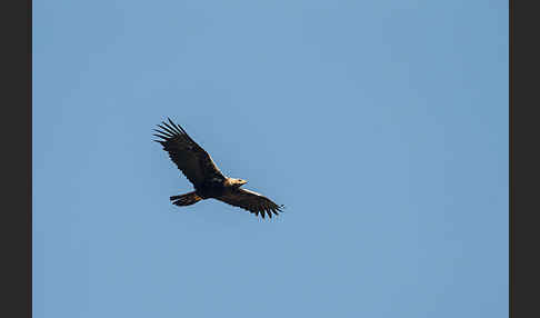 Spanischer Kaiseradler (Aquila adalberti)