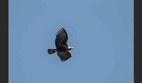 Spanischer Kaiseradler (Aquila adalberti)