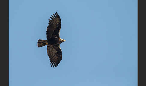 Spanischer Kaiseradler (Aquila adalberti)