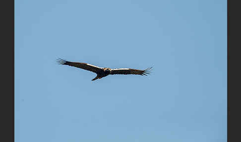 Spanischer Kaiseradler (Aquila adalberti)