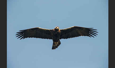 Spanischer Kaiseradler (Aquila adalberti)