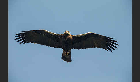 Spanischer Kaiseradler (Aquila adalberti)