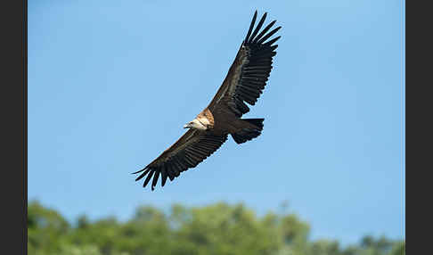 Gänsegeier (Gyps fulvus)