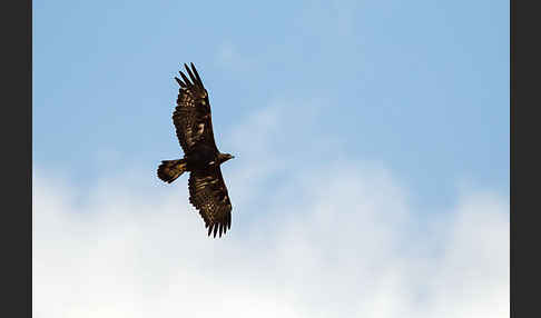 Steinadler (Aquila chrysaetos)