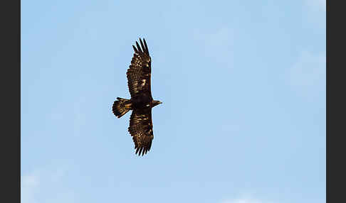 Steinadler (Aquila chrysaetos)