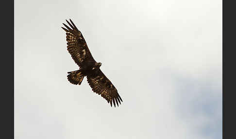 Steinadler (Aquila chrysaetos)