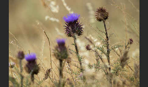 Spanische Artischocke (Cynara cardunculus)