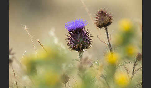 Spanische Artischocke (Cynara cardunculus)