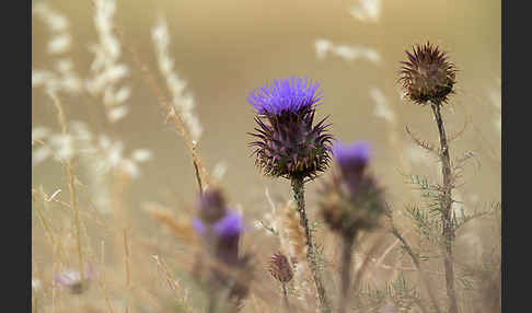 Spanische Artischocke (Cynara cardunculus)