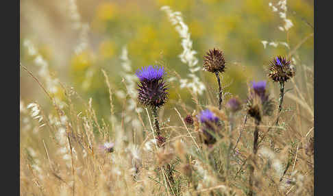 Spanische Artischocke (Cynara cardunculus)