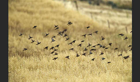 Weidensperling (Passer hispaniolensis)