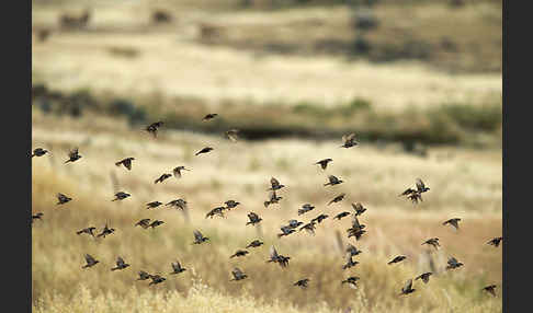 Weidensperling (Passer hispaniolensis)