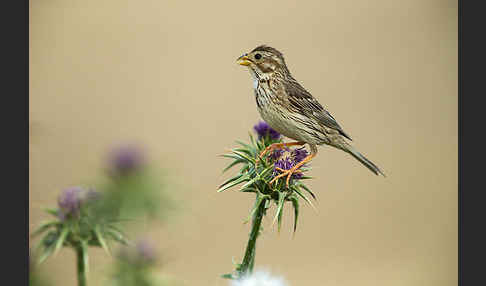 Grauammer (Miliaria calandra)