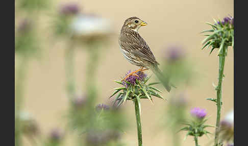 Grauammer (Miliaria calandra)