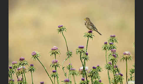 Grauammer (Miliaria calandra)