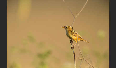 Cistensänger (Cisticola juncidis)