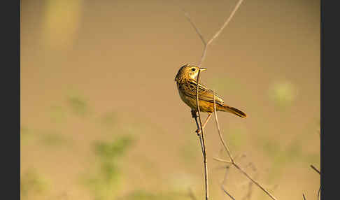 Cistensänger (Cisticola juncidis)