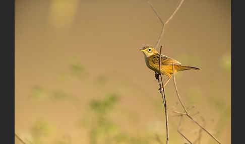 Cistensänger (Cisticola juncidis)