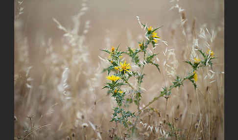 Spanische Golddistel (Scolymus hispanicus)