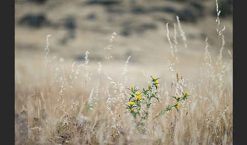 Spanische Golddistel (Scolymus hispanicus)