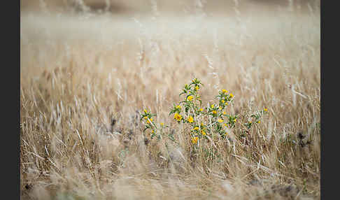 Spanische Golddistel (Scolymus hispanicus)