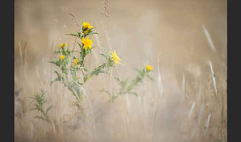 Spanische Golddistel (Scolymus hispanicus)