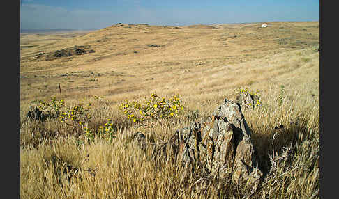 Spanische Golddistel (Scolymus hispanicus)