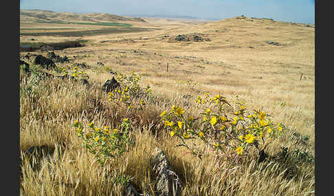 Spanische Golddistel (Scolymus hispanicus)