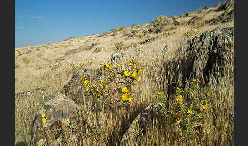 Spanische Golddistel (Scolymus hispanicus)