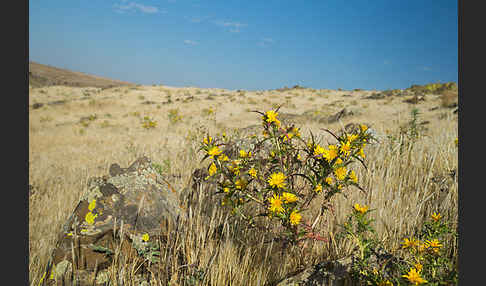 Spanische Golddistel (Scolymus hispanicus)