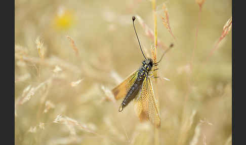 Schmetterlingshaft spec. (Libelloides baeticus)