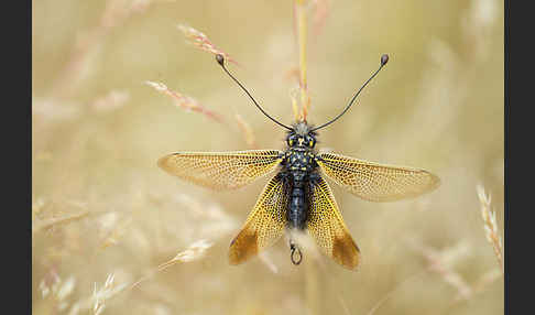 Schmetterlingshaft spec. (Libelloides baeticus)