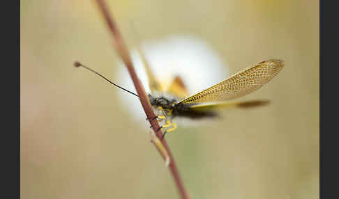 Schmetterlingshaft spec. (Libelloides baeticus)