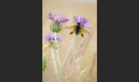 Schmetterlingshaft spec. (Libelloides baeticus)