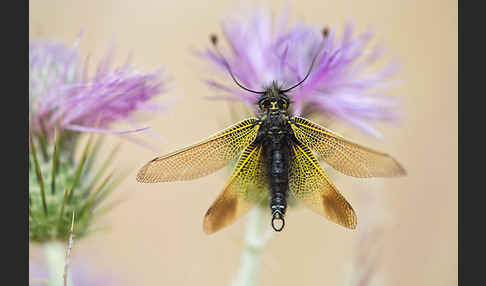 Schmetterlingshaft spec. (Libelloides baeticus)