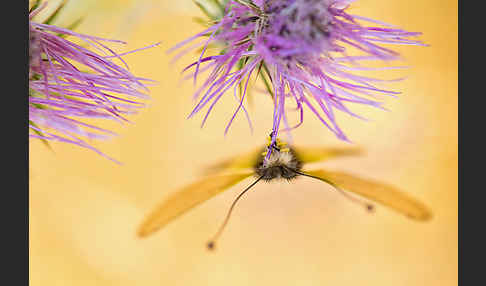 Schmetterlingshaft spec. (Libelloides baeticus)