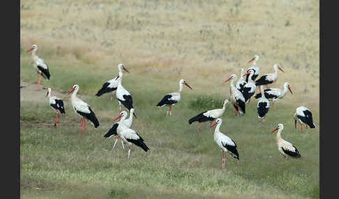 Weißstorch (Ciconia ciconia)