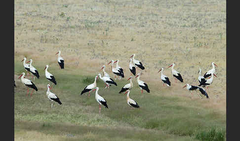 Weißstorch (Ciconia ciconia)