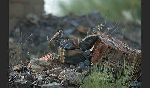 Steinkauz (Athene noctua)